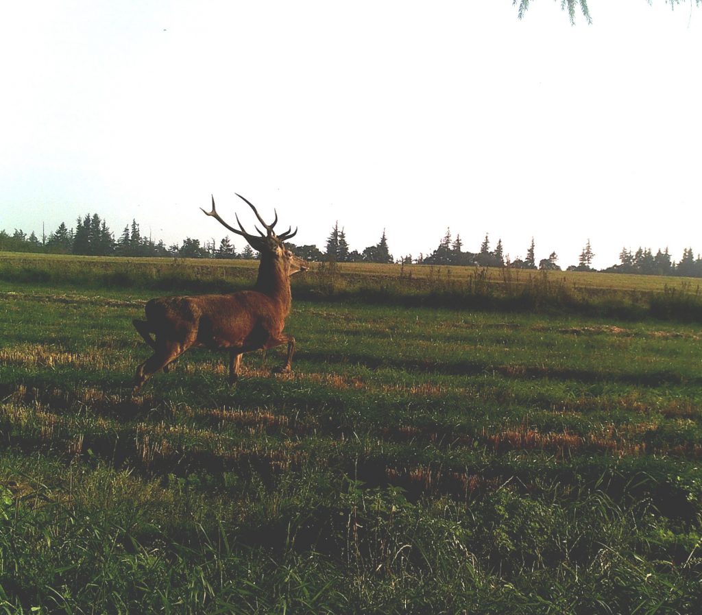 Viuf Sogns Jagtforening image