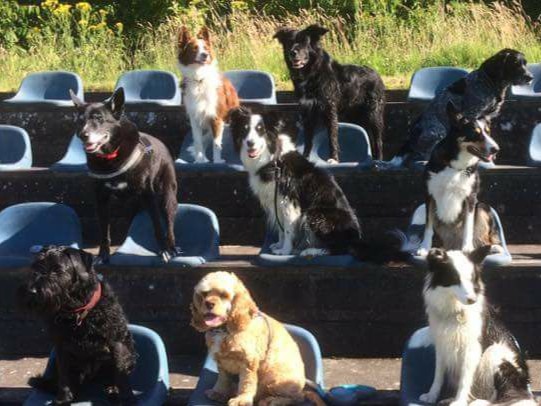 Ødis-Bramdrup civile Hundeførerforening image